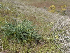 Astragalus hoodianus