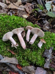 Lactarius imperceptus