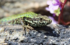 Podarcis muralis