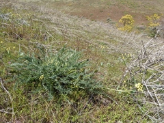 Astragalus hoodianus