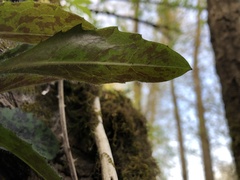 Hieracium maculatum