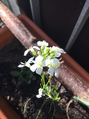 Brassicaceae