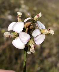 Polygala dasyphylla