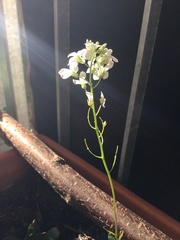 Brassicaceae