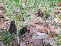 Morchella angusticeps