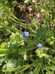 Veronica ceratocarpa