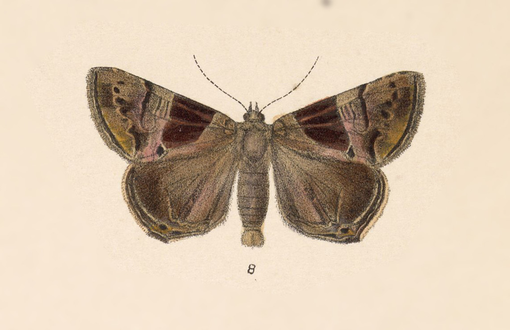 Dyomyx zates