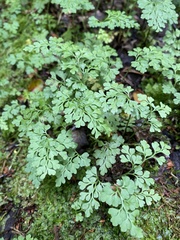 Asplenium dareoides