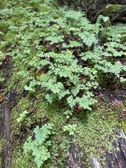 Asplenium dareoides