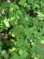 Dicentra eximia