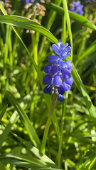 Muscari