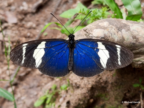 Subspecies Heliconius congener aquilionaris · iNaturalist