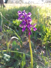 Anacamptis morio