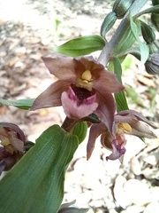 Epipactis helleborine tremolsii