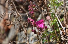 Antirrhinum majus