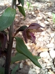 Epipactis helleborine tremolsii