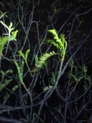 Pseudosmodingium andrieuxii