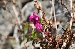 Antirrhinum majus