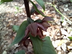 Epipactis helleborine tremolsii