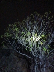 Pseudosmodingium andrieuxii