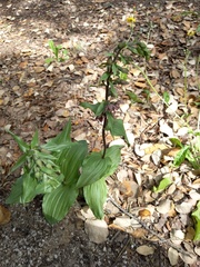 Epipactis helleborine tremolsii