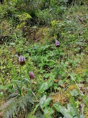 Fritillaria messanensis