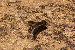 Hemipenthes differens