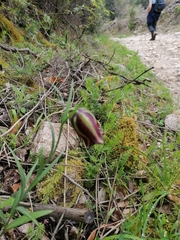 Fritillaria messanensis