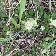 Oligogonum