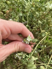 Malva parviflora image