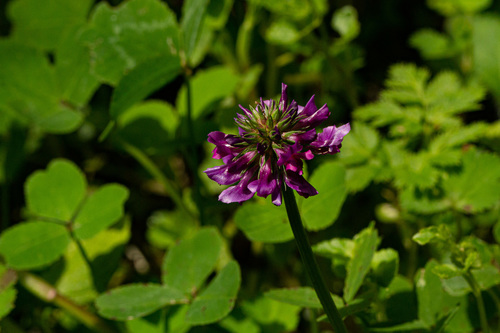 Trifolium purseglovei