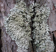 Hypogymnia farinacea