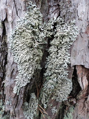 Hypogymnia farinacea