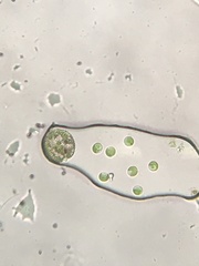 Phacus monilatus suecicus