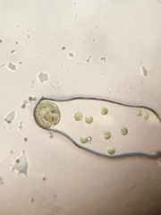 Phacus monilatus suecicus