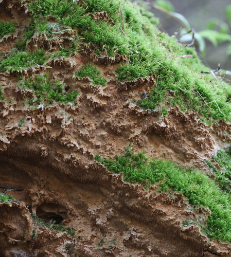 Genus Asterodon · iNaturalist