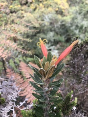 Siphocampylus columnae