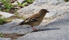 Fringilla coelebs