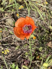 Papaver pinnatifidum