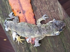 Mokopirirakau granulatus