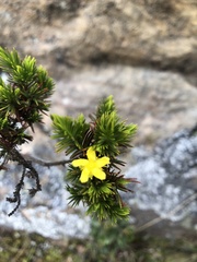 Hypericum juniperinum