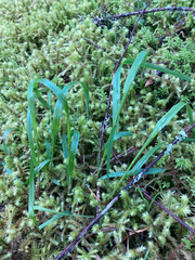 Melica subulata