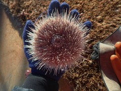 Strongylocentrotus fragilis