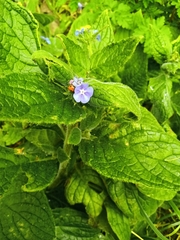 Pentaglottis sempervirens