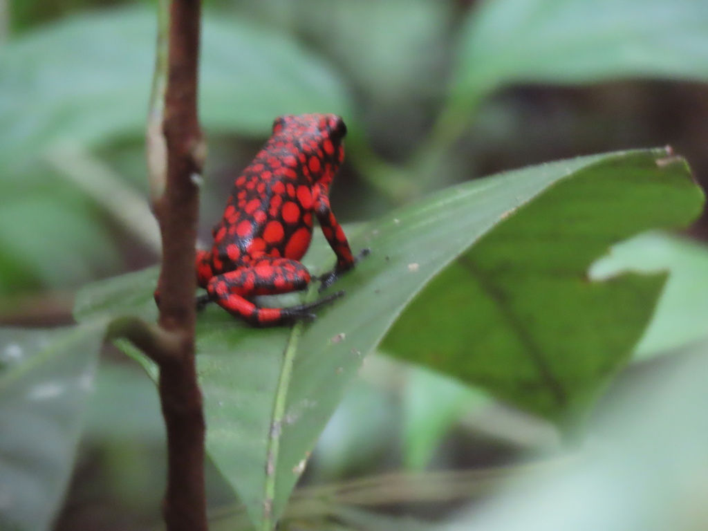 Oophaga solanensis in March 2022 by jmvaldenebro. Not 100% sure of ID ...