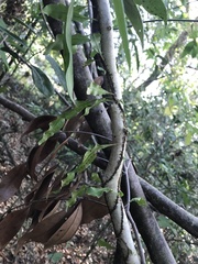 Microgramma heterophylla