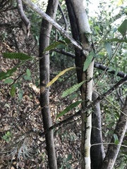 Microgramma heterophylla