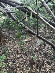 Microgramma heterophylla