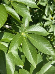 Aesculus californica