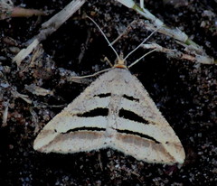 Chiasmia subcurvaria